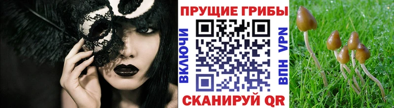 Купить закладки  Киреевск  Галлюциногенные грибы MAGIC MUSHROOMS 